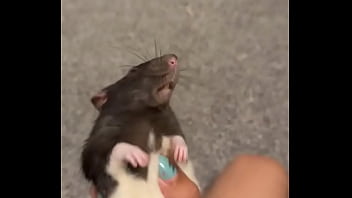 Colby this rat is so full of personality i love him so much he’s such a good rodent