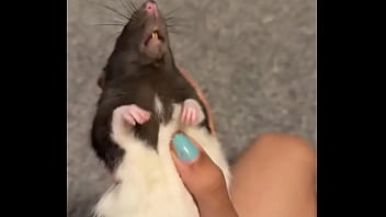 Colby this rat is so full of personality i love him so much he’s such a good rodent