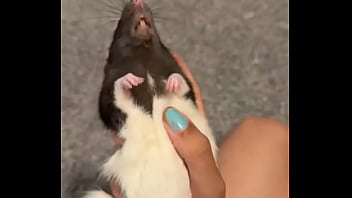 Colby this rat is so full of personality i love him so much he’s such a good rodent