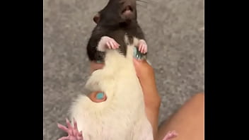 Colby this rat is so full of personality i love him so much he’s such a good rodent