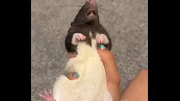 Colby this rat is so full of personality i love him so much he’s such a good rodent