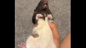 Colby this rat is so full of personality i love him so much he’s such a good rodent