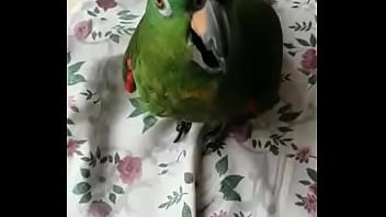 Juanita simp de areli