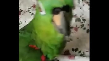 Juanita simp de areli