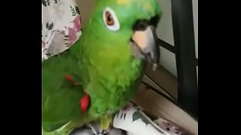 Juanita Simp De Areli thumbnail