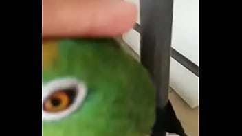 Juanita simp de areli