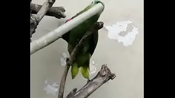 Juanita simp de areli