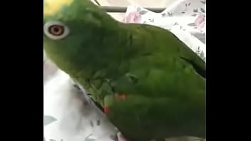 Juanita simp de areli