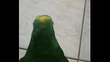 Juanita simp de areli