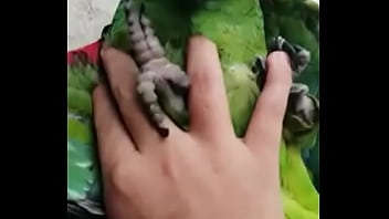 Juanita simp de areli