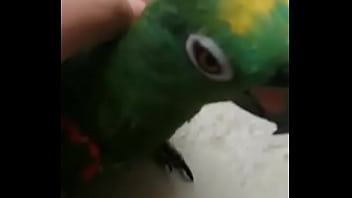 Juanita simp de areli