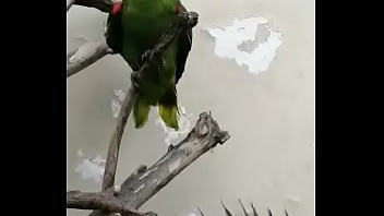 Juanita simp de areli