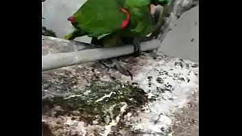 Juanita simp de areli