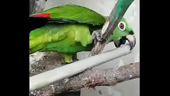 Juanita simp de areli