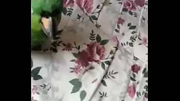 Juanita simp de areli