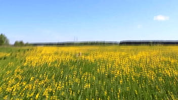 Casual blowjob from a stranger girl and cum in mouth