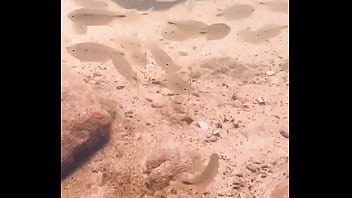 Pezinhos com peixinhos