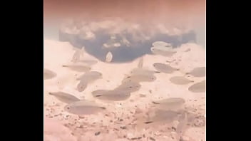 Pezinhos com peixinhos