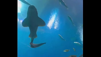 Can’t even take me to the aquarium