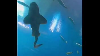 Can’t even take me to the aquarium