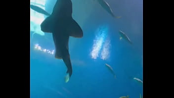 Can’t even take me to the aquarium