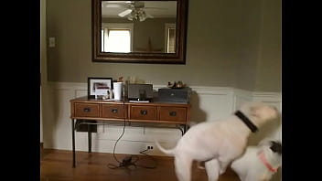 Incredible sexy honey having