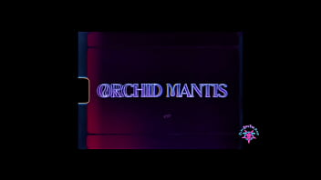 Orchid mantis s5