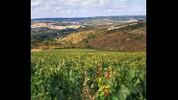 Les vendanges au soleil sont très excitantes va découvrir ma vidéo intégrale