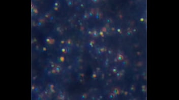 Examen de mis nadadores semen