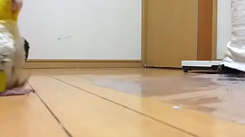 Parrto hot green stomping