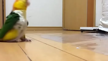 Parrto hot green stomping