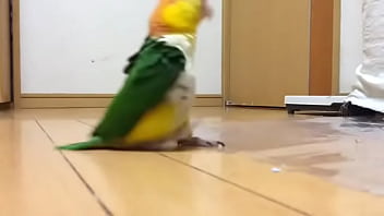 Parrto hot green stomping