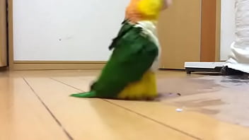 Parrto hot green stomping