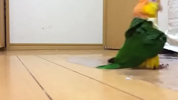 Parrto hot green stomping