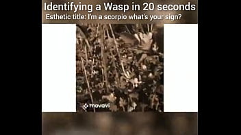 Identifying a wasp in 20 seconds
