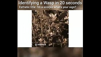 Identifying a wasp in 20 seconds