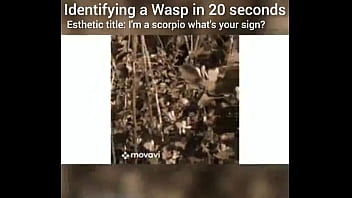 Identifying a wasp in 20 seconds