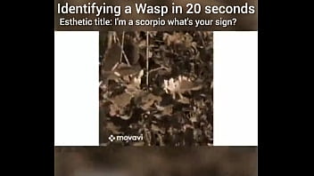 Identifying a wasp in 20 seconds