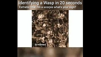 Identifying a wasp in 20 seconds