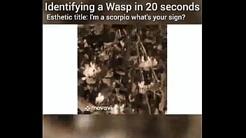 Identifying a wasp in 20 seconds