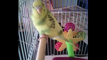 Identifying A Wasp In 20 Seconds thumbnail