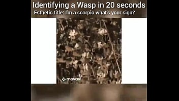 Identifying a wasp in 20 seconds