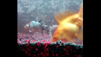 Identifying a wasp in 20 seconds