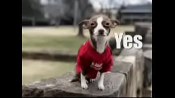 De perrito le gusta De perrito le gusta