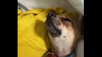 Relaxed in mommy’s lap #chihuahuastiktok #nocare