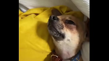 Relaxed in mommy’s lap #chihuahuastiktok #nocare