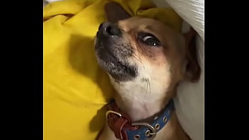 Relaxed in mommy’s lap #chihuahuastiktok #nocare