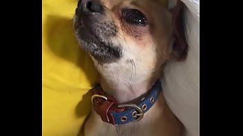 Relaxed in mommy’s lap #chihuahuastiktok #nocare