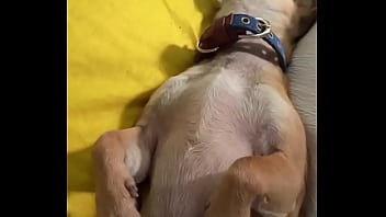 Relaxed in mommy’s lap #chihuahuastiktok #nocare