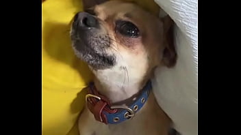 Relaxed in mommy’s lap #chihuahuastiktok #nocare